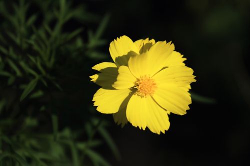 Free A detailed close-up photo of a vibrant yellow sulfur cosmos with a blurred green background. Stock Photo