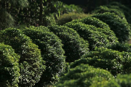 Free Green Tea Plants in the Farm Stock Photo