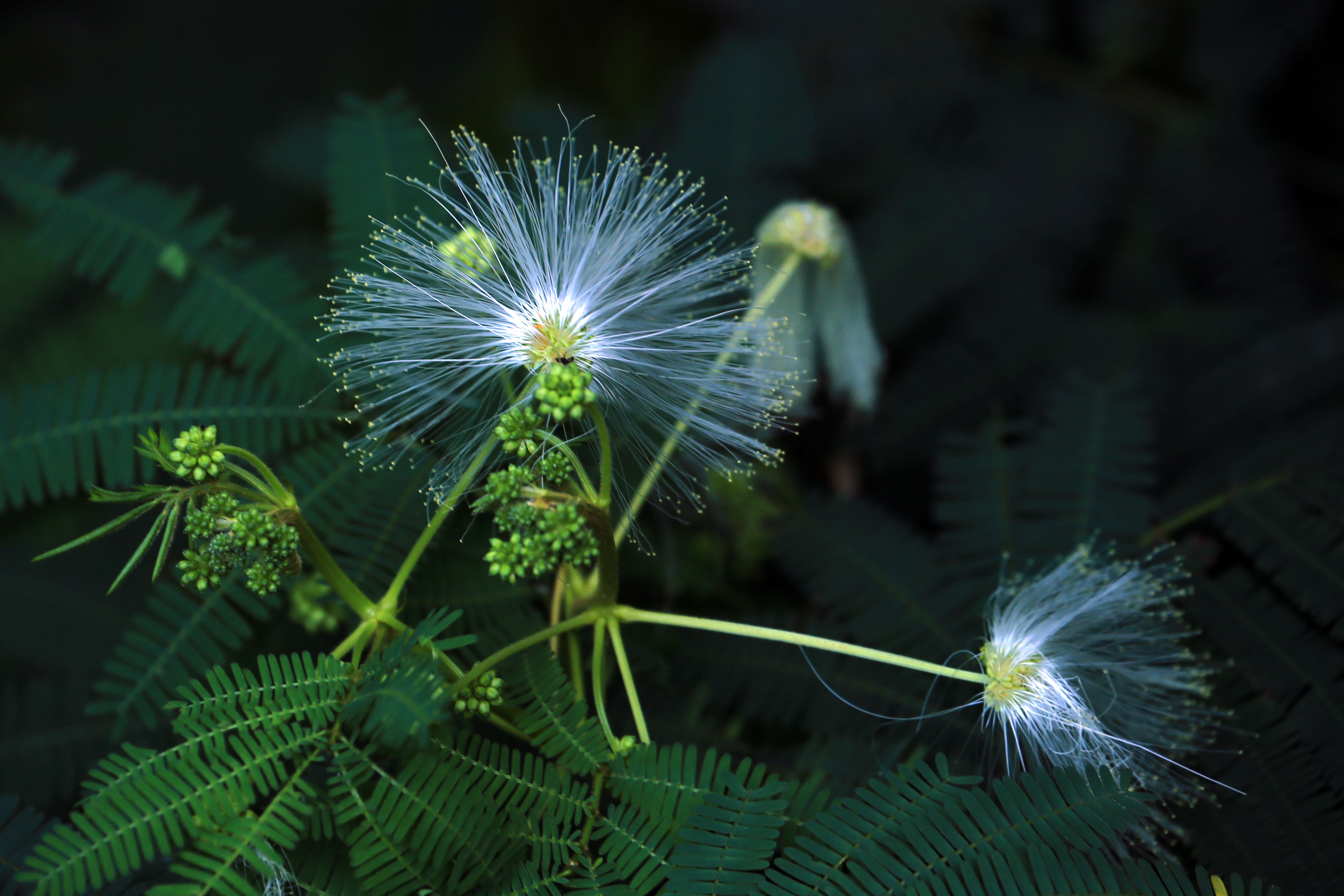 Stunning close-up of Albizia flower showcasing delicate filaments and lush green foliage. - Evidence evidence guide for acacia-fiber-constipation-randomized-trial