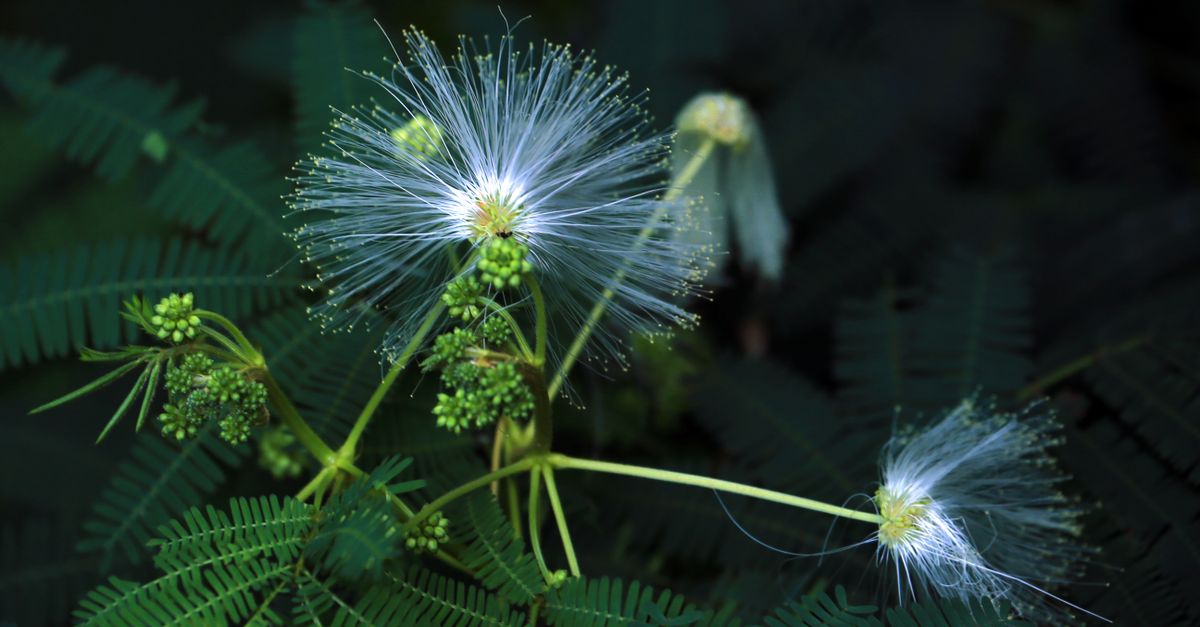 Stunning close-up of Albizia flower showcasing delicate filaments and lush green foliage. - Evidence evidence guide for acacia-fiber-constipation-randomized-trial