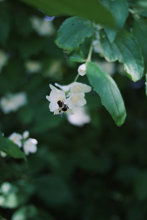 Foto stok gratis bunga putih, Daun-daun, fotografi serangga