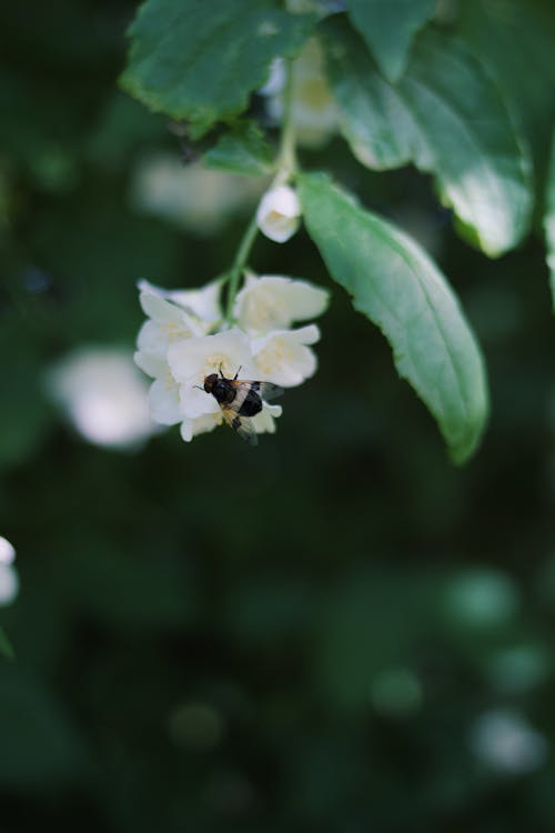 Foto profissional grátis de animal, fechar-se, flores brancas