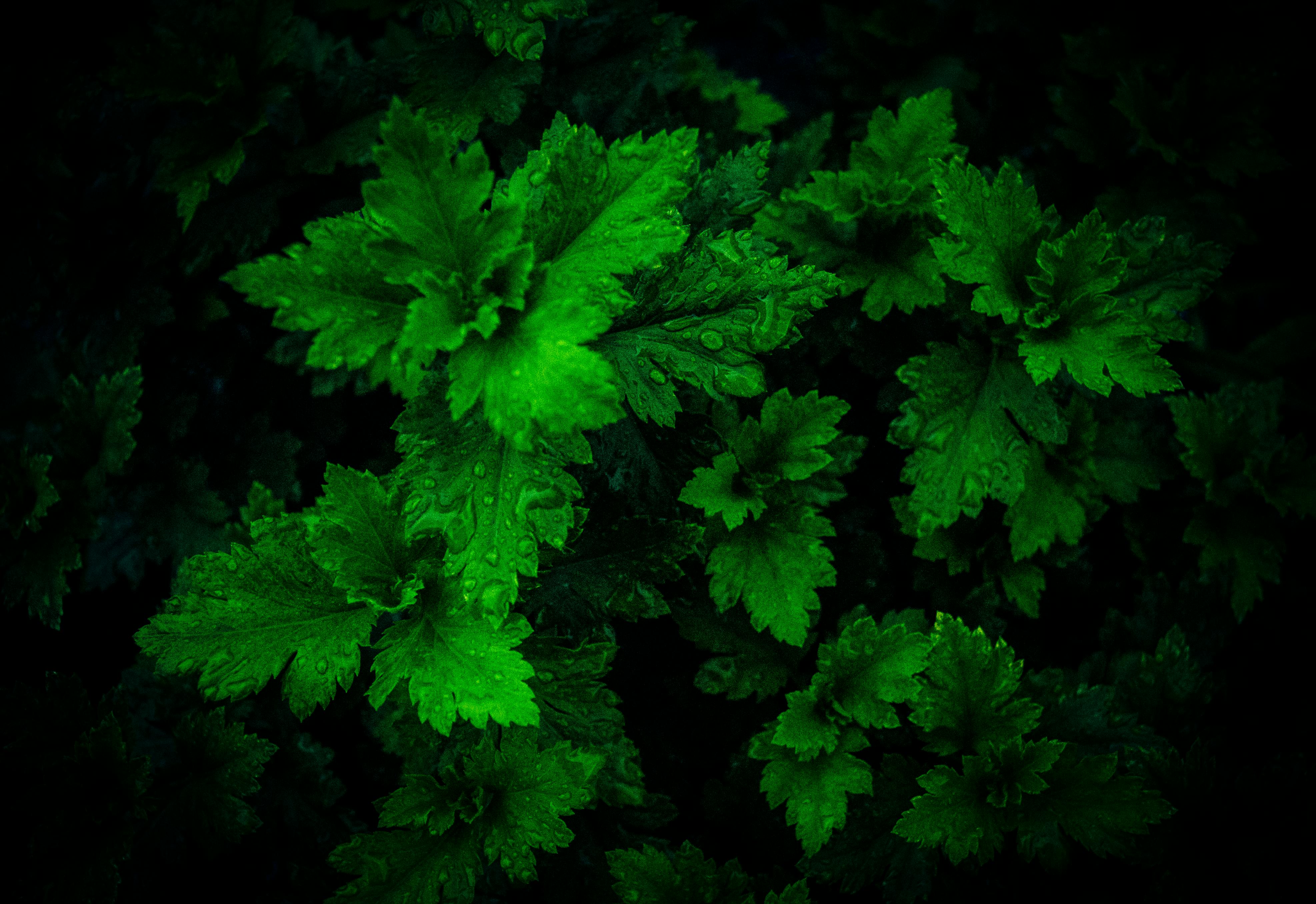 top view photo of wet leaves