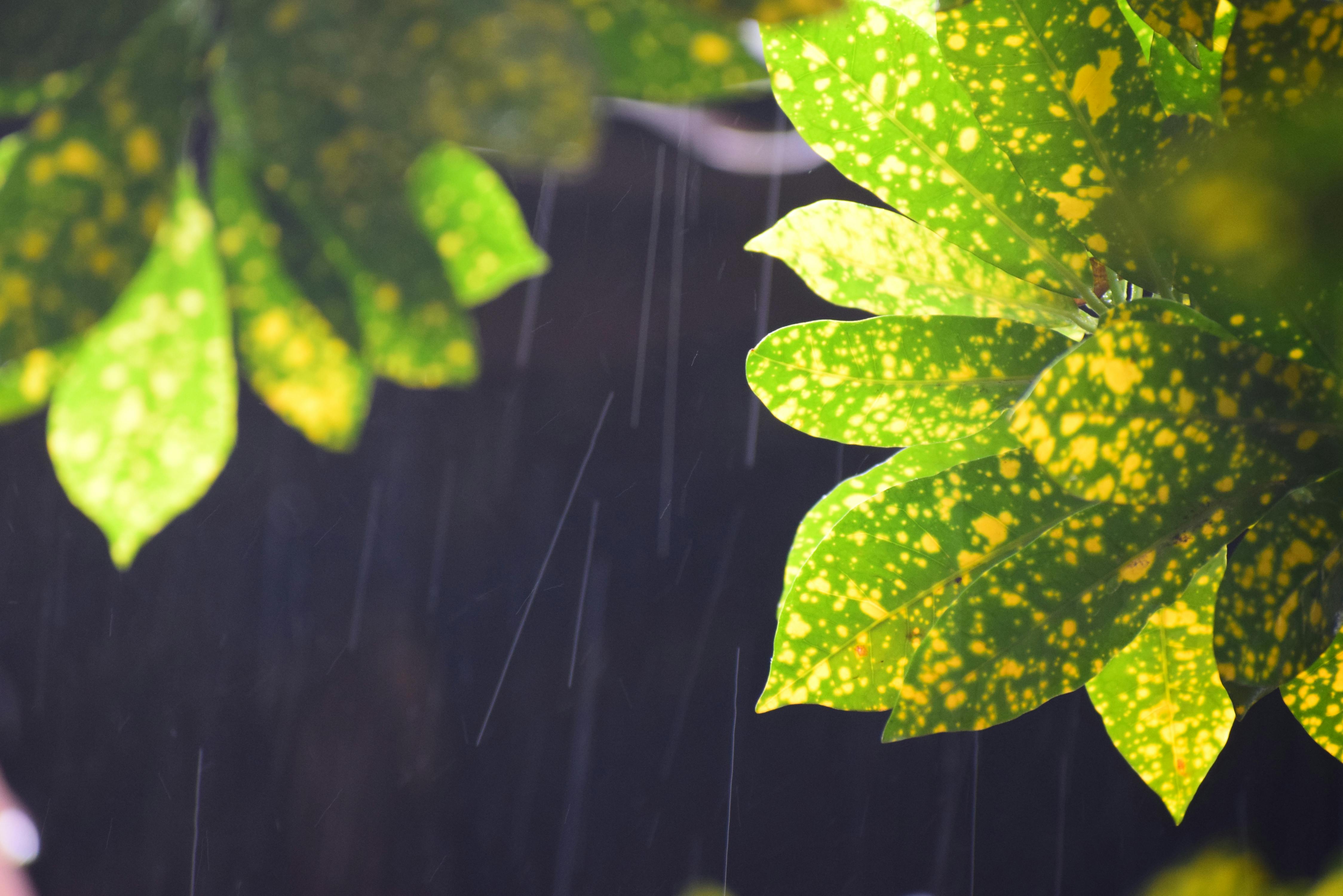 Raining Photos, Download The BEST Free Raining Stock Photos & HD Images