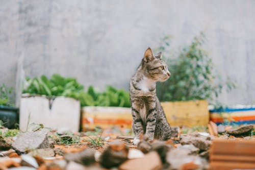 Fotografía En Primer Plano De Gato Atigrado Gris