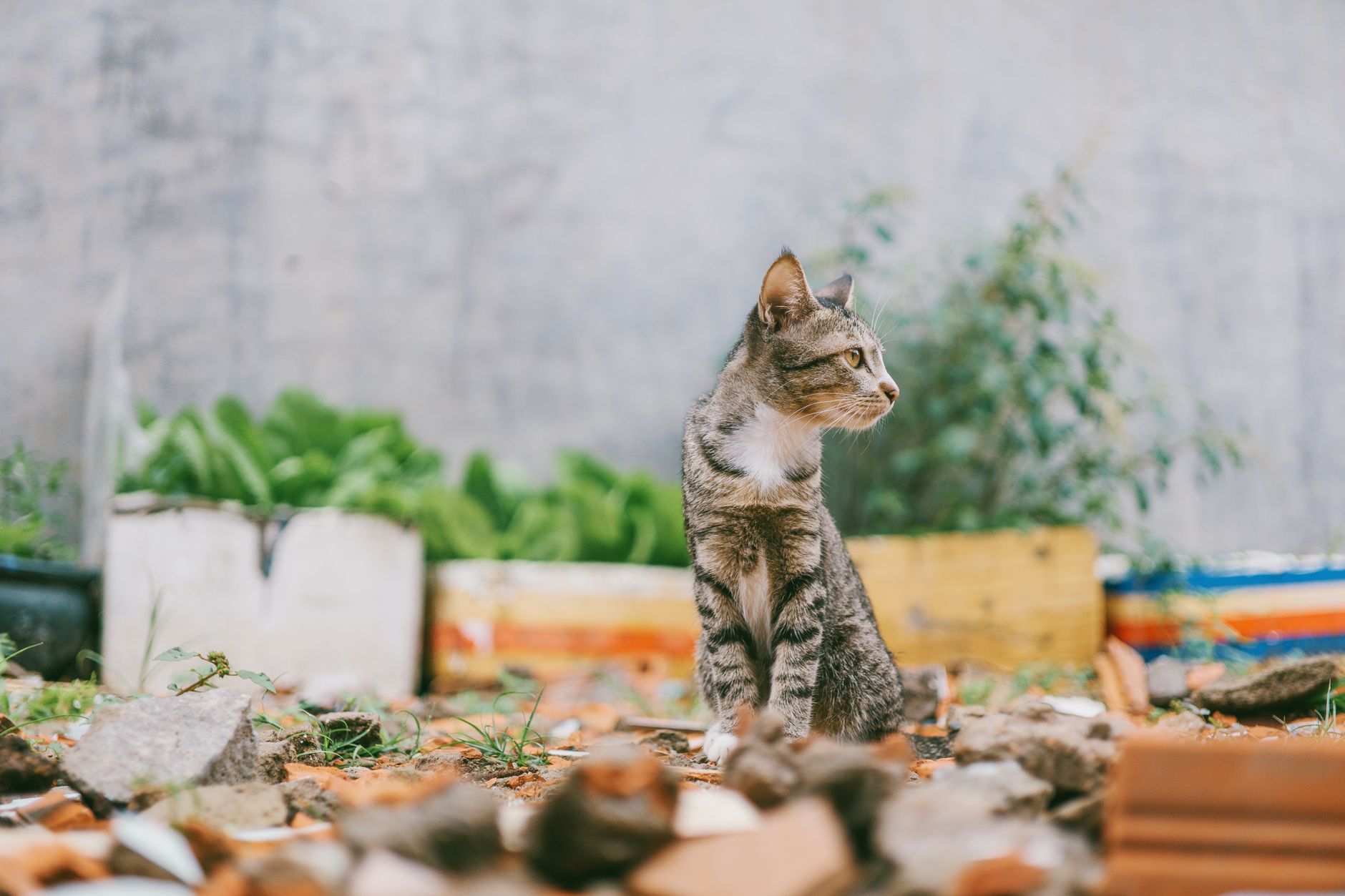 A cute tabby cat sits amidst colorful garden rubble, looking alert in an outdoor setting.