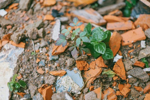 Groene Doorbladerde Plant Omgeven Door Stenen