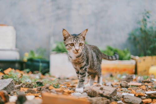 Selective Focus Photography of Silver Tabby Cat