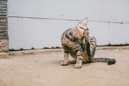 Gratis Kepala Menggaruk Brown Tabby Cat Foto Stok