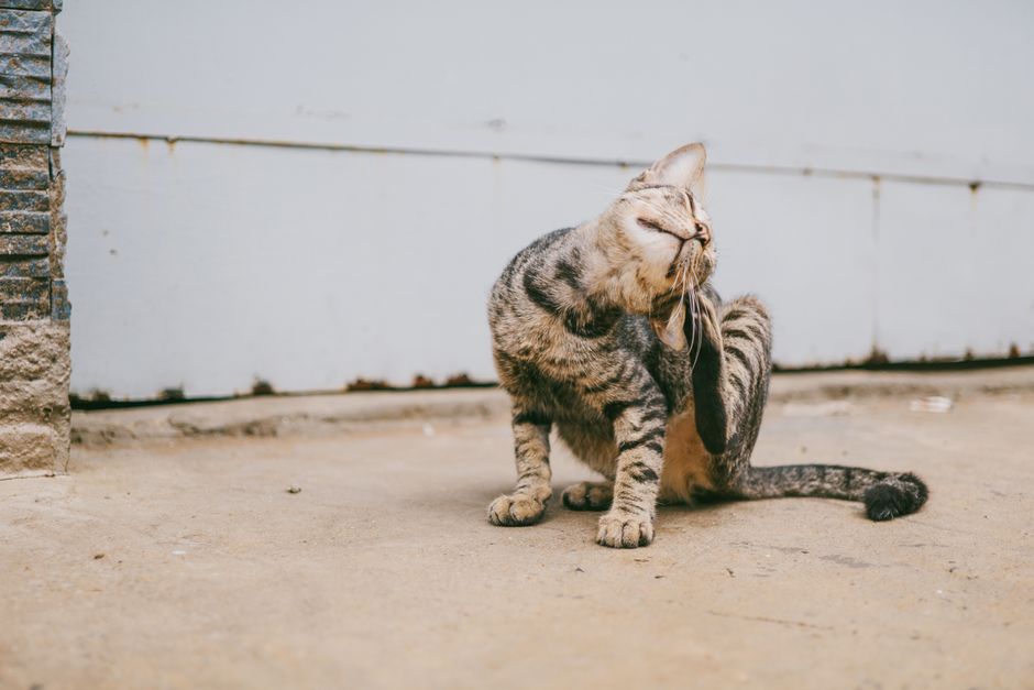 A cute tabby cat scratches its face while sitting outdoors on a concrete surface, showcasing its playful nature.