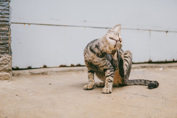 Brown Tabby Cat Scratching Head