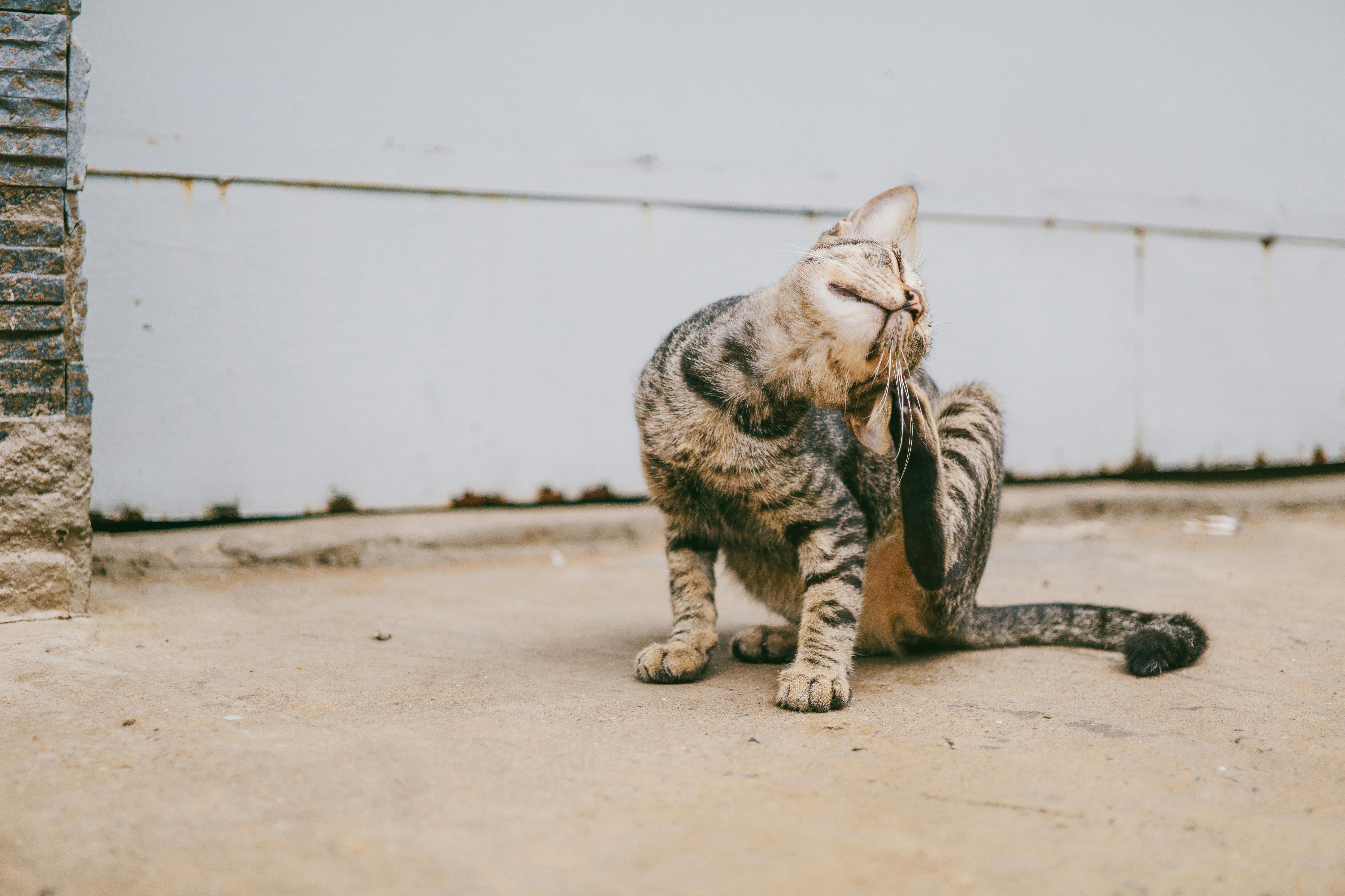 brown-tabby-cat-scratching-head-free-stock-photo