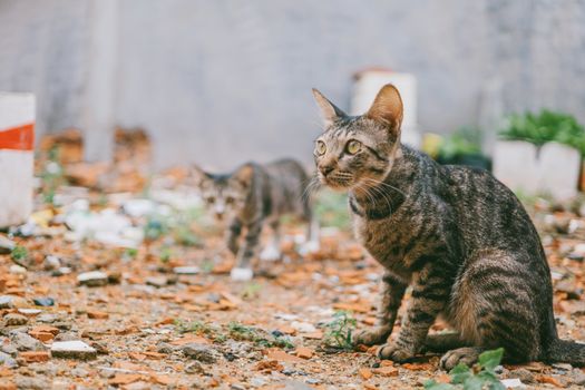 两只虎斑猫在布满砖块和植物的户外城市环境中坐着探索
