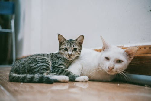 Gratis Dua Kucing Putih Dan Hitam Berbaring Di Permukaan Kayu Coklat Foto Stok