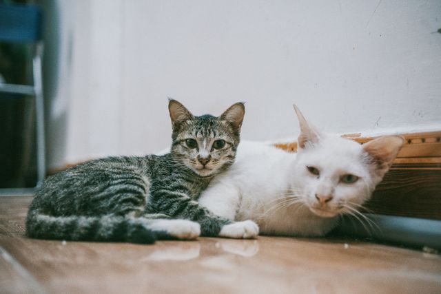 Cats recognise