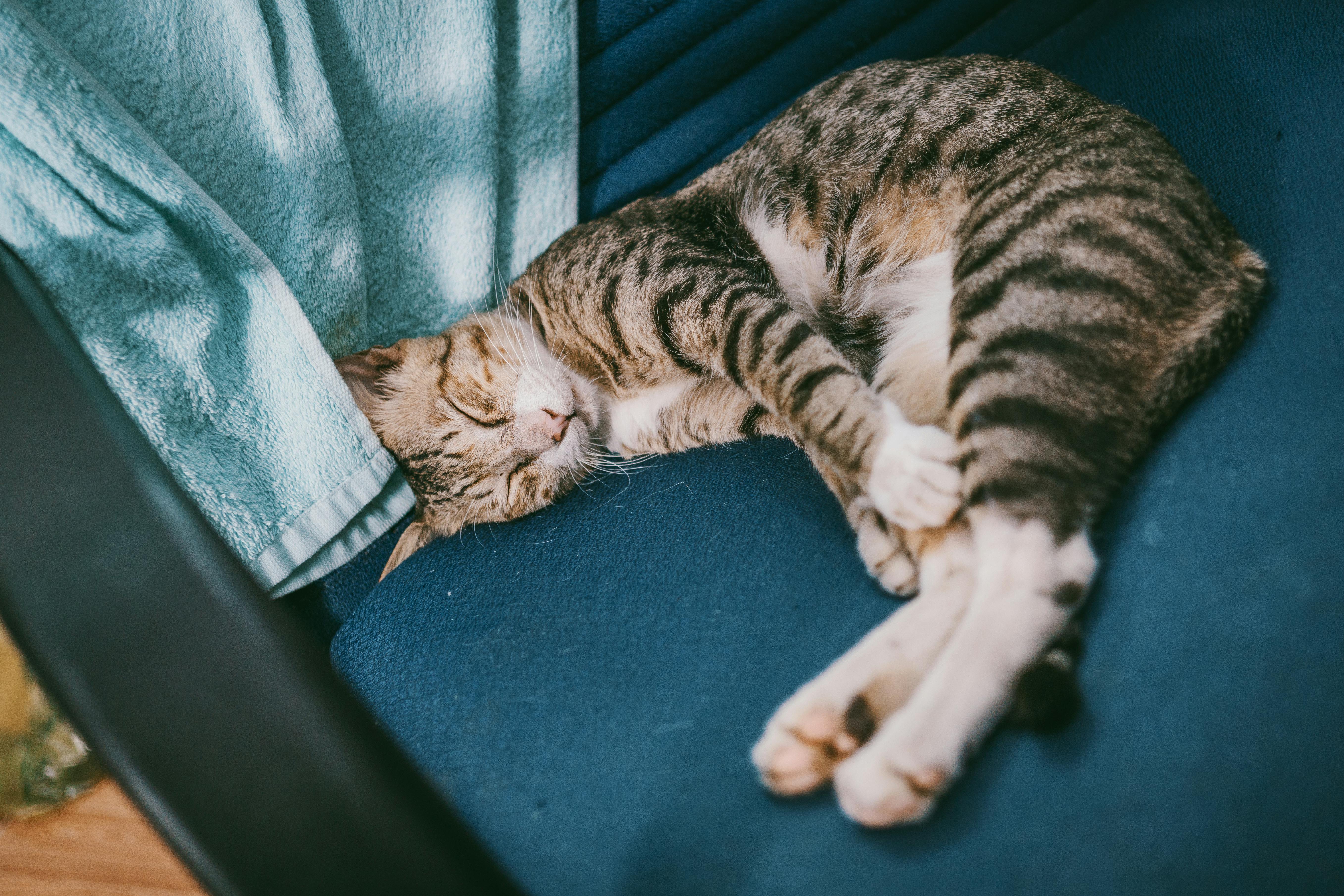 silver tabby cat on blue suede chair beside blue towel