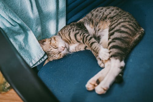 Silver Tabby Cat on Blue Suede Chair Beside Blue Towel