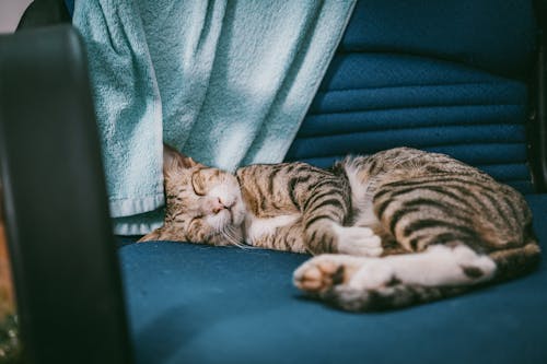 免费 银虎斑猫躺在蓝绿色软垫椅子上 素材图片