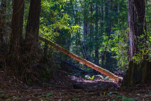 Free Dappled sunlight filters through lush green leaves, highlighting a tranquil forest path. Stock Photo