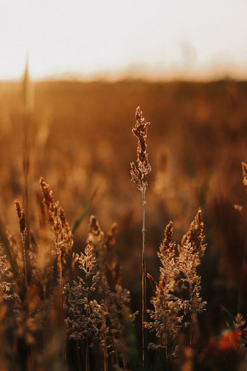 Close-up Photo of Brown Grass