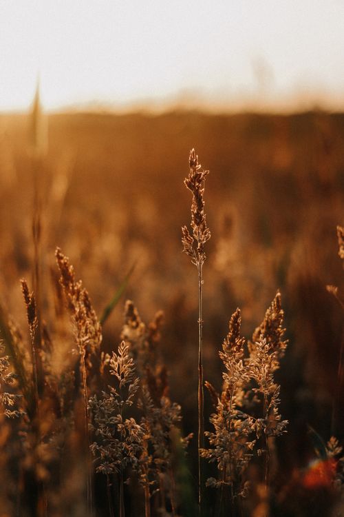 Free Warm golden hues of a sunset illuminate wild grass in a serene landscape scene. Stock Photo