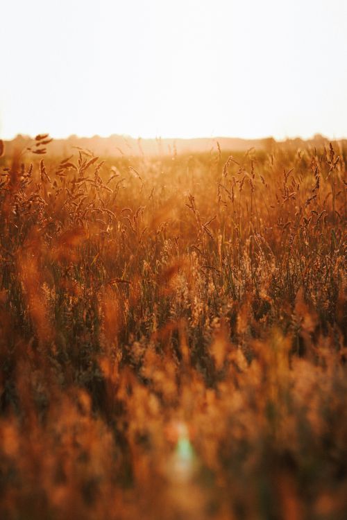 Free Warm sunset over a grassy field capturing nature's tranquil beauty. Stock Photo