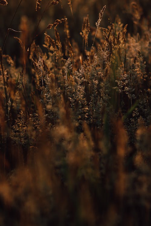 Foto d'estoc gratuïta de fons, fons de pantalla, fotografia de natura