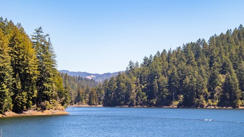 A Green Trees Near the Body of Water Under the Blue Sky