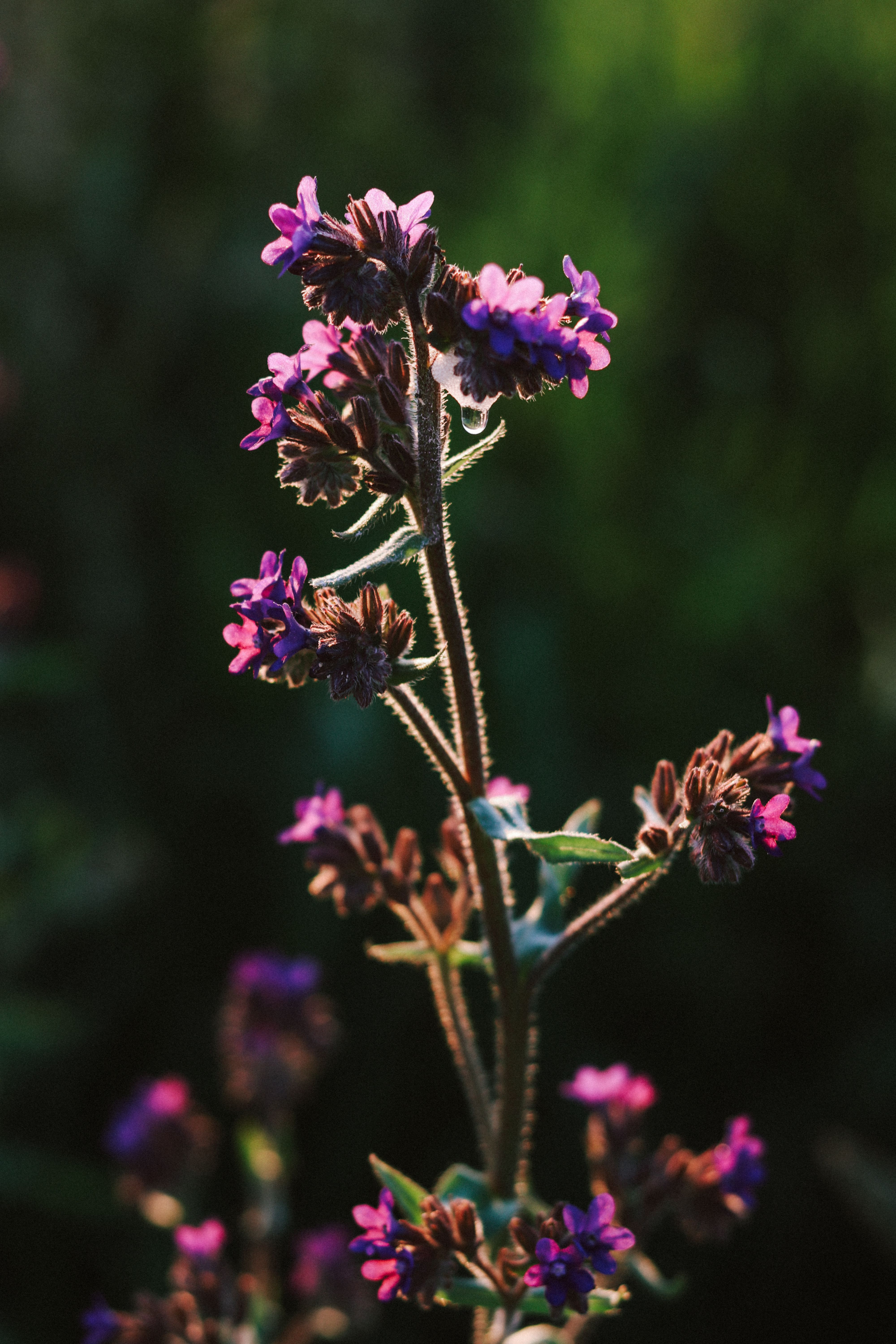 Close-up of Anchusa officinalis with vibrant violet blooms in natural sunlight.