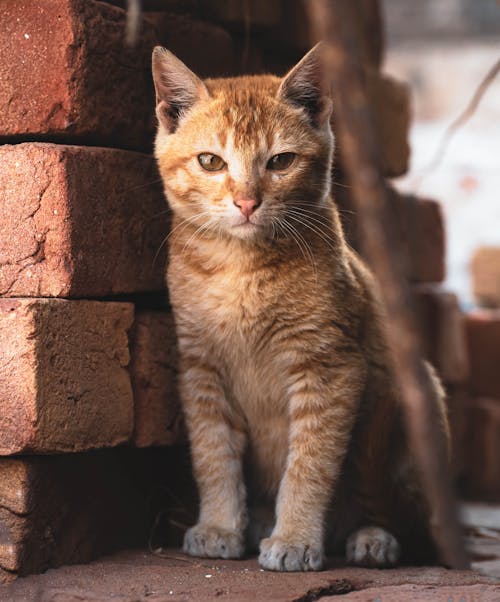 Close Up Photo of an Orange Cat