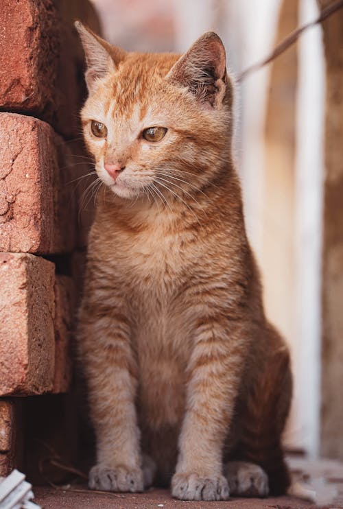 Orange Cat in Close Up Photography