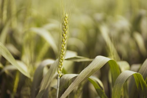 Free A detailed shot of a wheat ear in a field, showcasing the beauty of agriculture in Punjab, India. Stock Photo