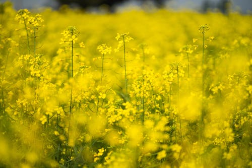 Field of Yellow Flowers