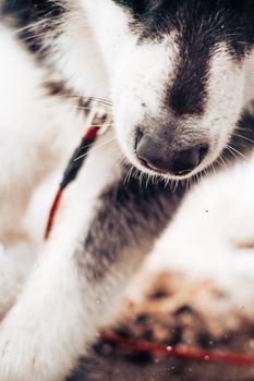 Artistic close-up of a husky's nose and fur, capturing winter vibes in snowy Trondheim.
