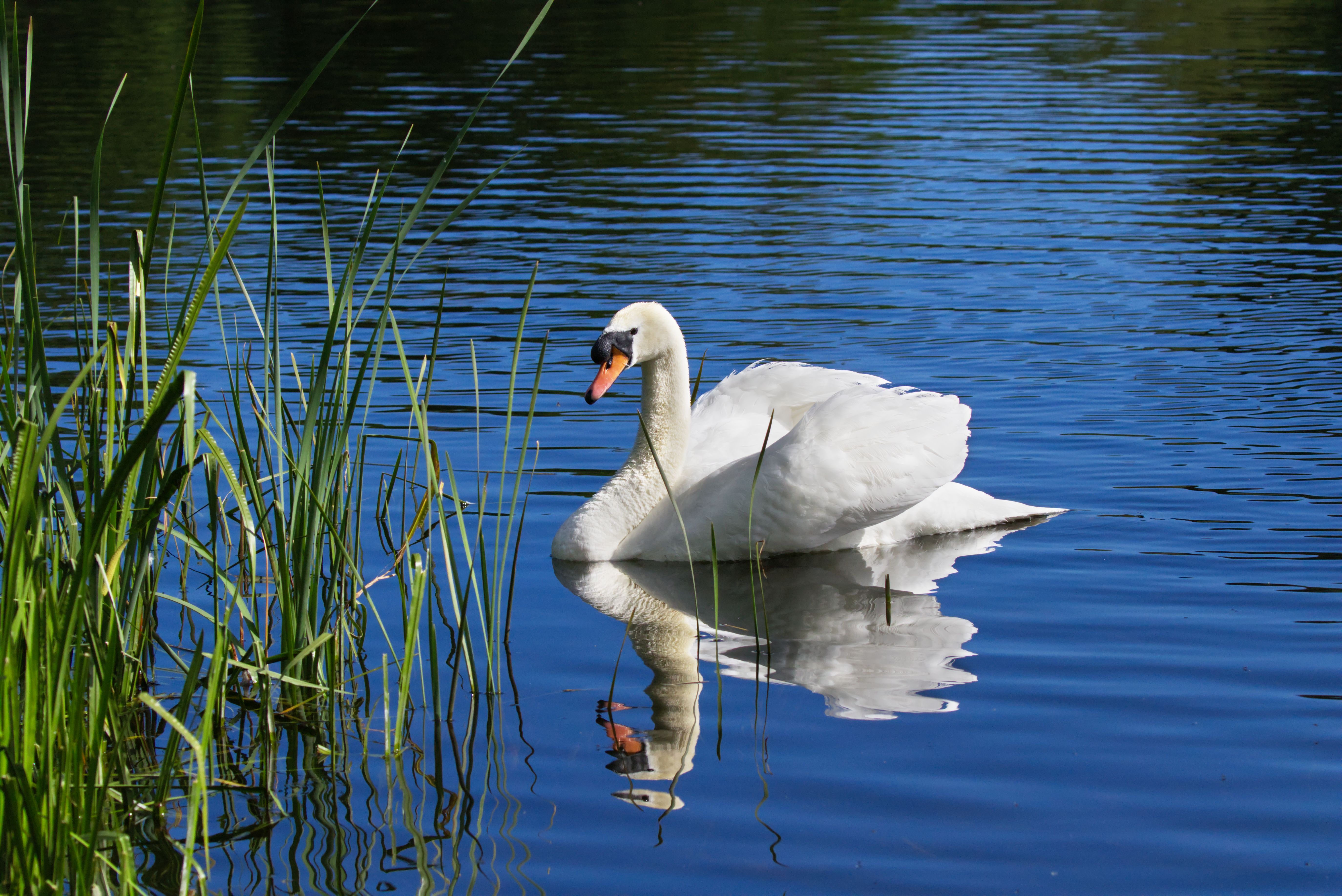 White Swan on Body of Water · Free Stock Photo