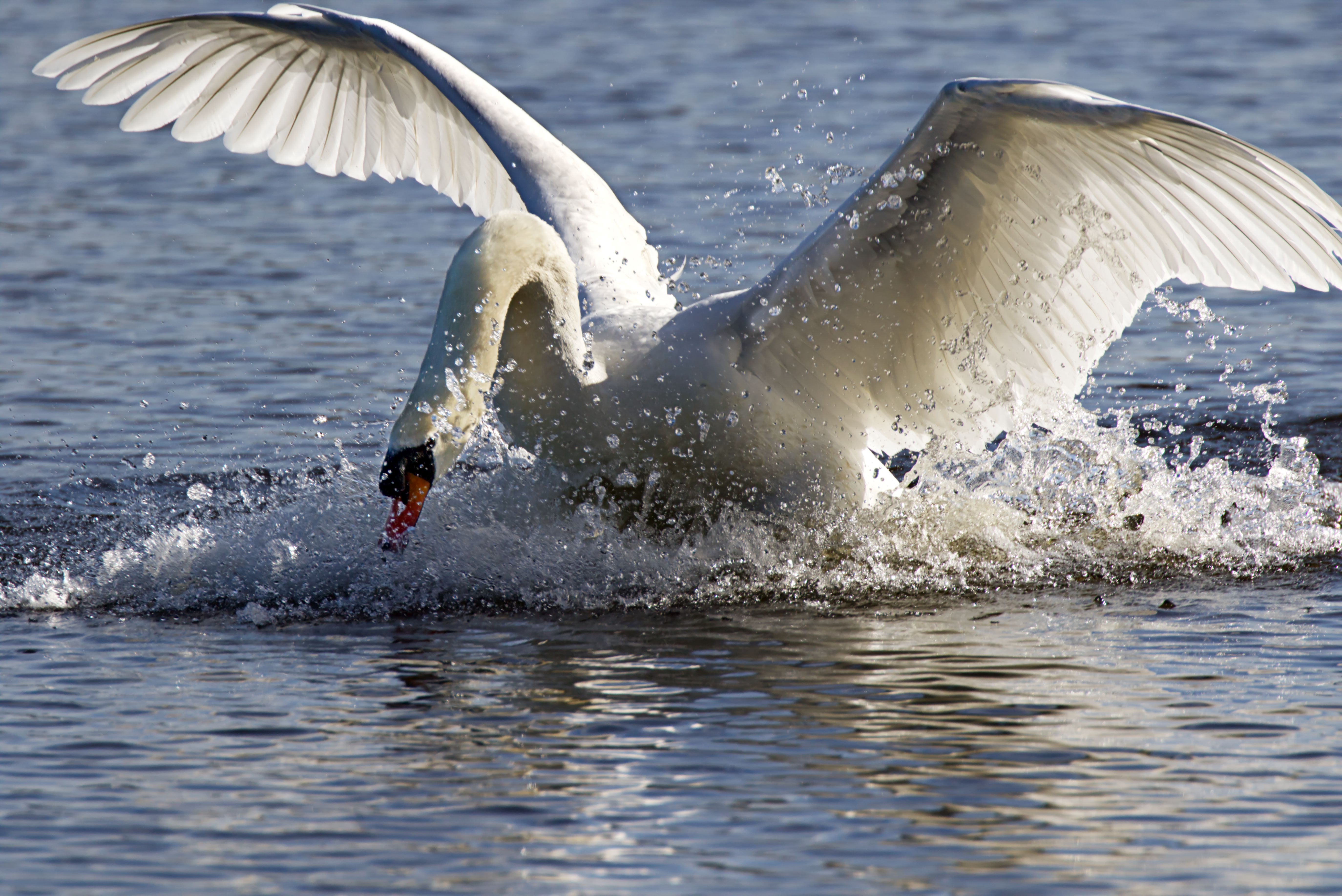 Photo of Swan on Body of Water · Free Stock Photo