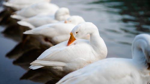 Close-Up Shot of Geese 