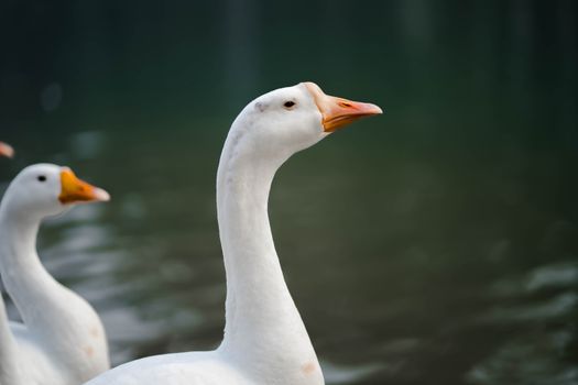 Serene close-up of two white geese by a calm lake, captured in natural light in Punjab, India.