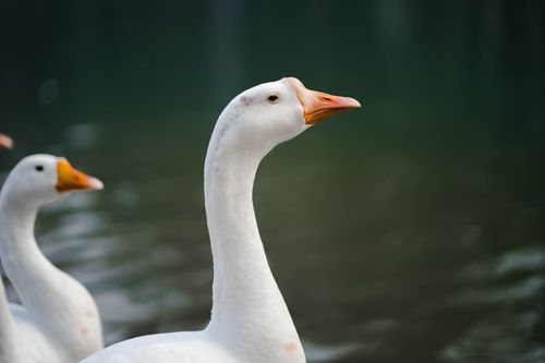 Free Serene close-up of two white geese by a calm lake, captured in natural light in Punjab, India. Stock Photo