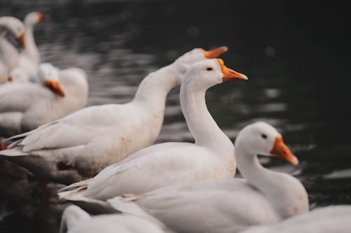 Close Up Photo of Geese