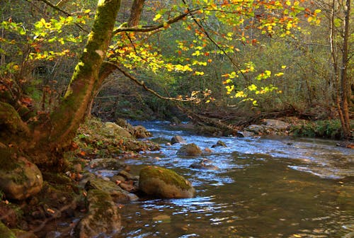 Rocks on Shallow Creek