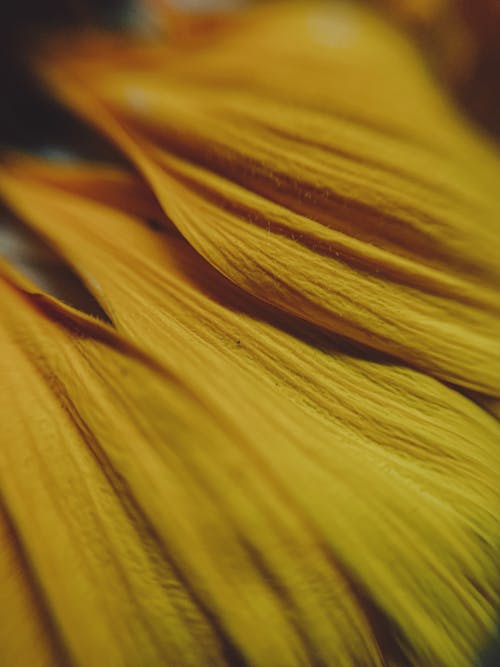 Petals of a Yellow Flower