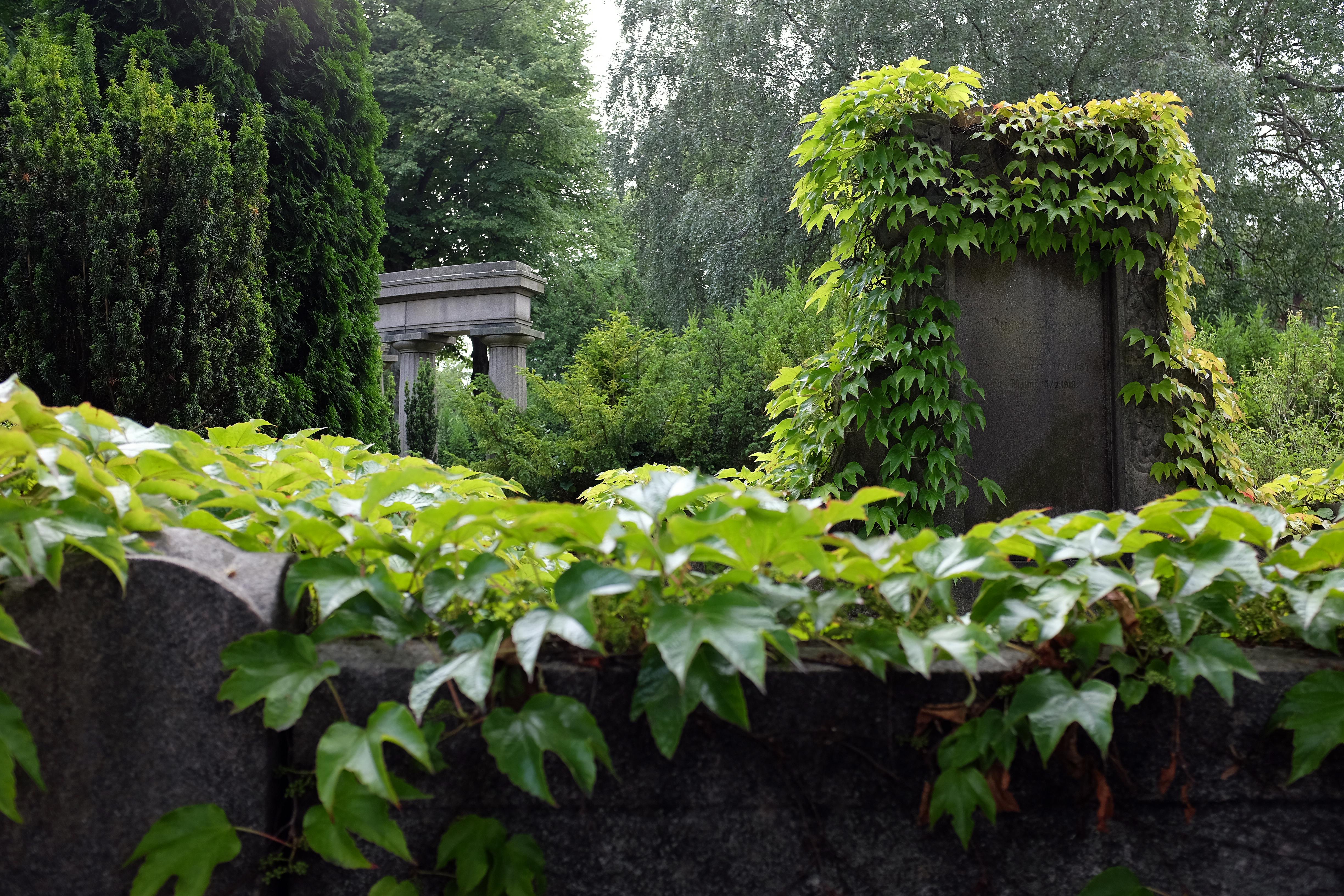 Free stock photo of city park, green, park