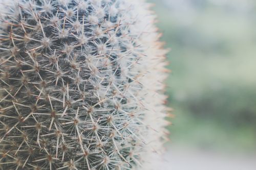 Free Detailed macro shot of a cactus with visible sharp thorns in natural light. Stock Photo