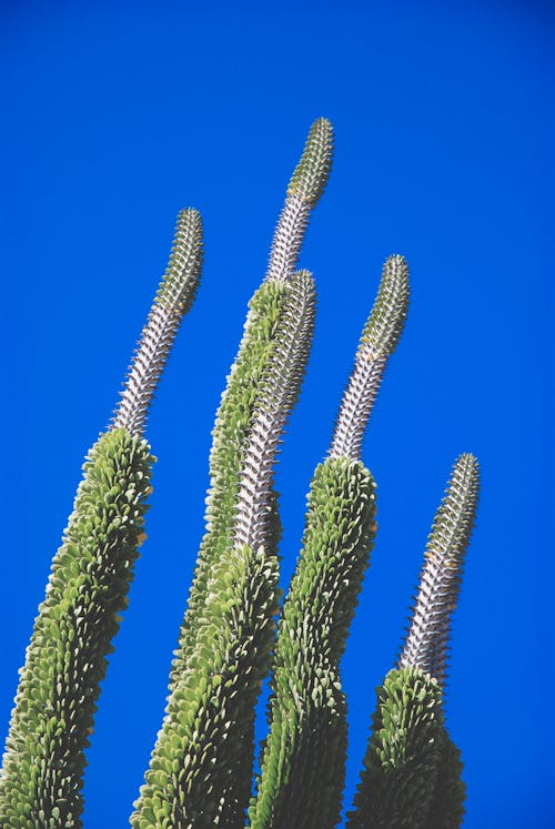 бесплатная Фотография зеленолистных растений, вид с глаз червя Стоковое фото