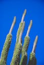 低角度拍摄下，高大的仙人掌在充满活力的蓝天映衬下，展现出自然的生长姿态