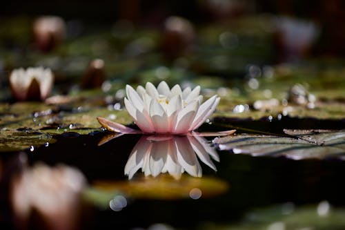 Water Lily on Water Surface