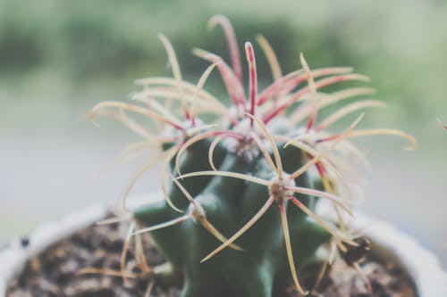 Ondiepe Focusfotografie Van Cactus Plant