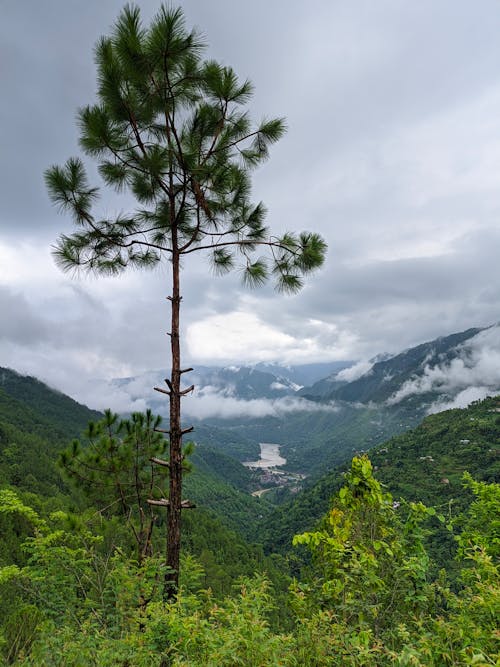 A Green Trees on Mountain Under the Cloudy Sky