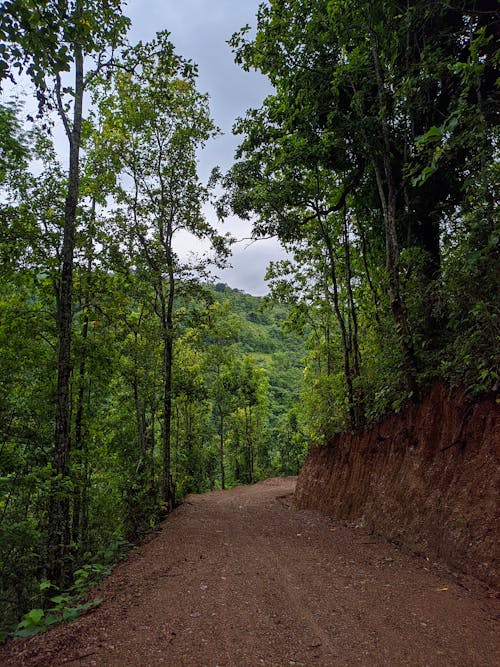 A Dirt Road Between Green Trees